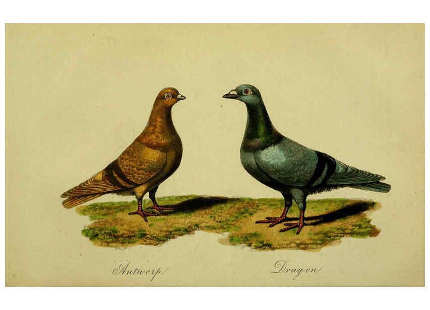 Reproducción/Reproduction 6442796127: A treatise on the art of breeding and managing tame, domesticated, foreign, and fancy pigeons London,The author,1858