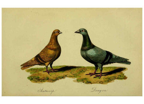 Reproducción/Reproduction 6442796127: A treatise on the art of breeding and managing tame, domesticated, foreign, and fancy pigeons London,The author,1858
