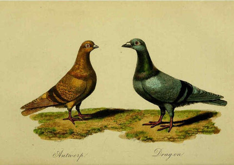 Reproducción/Reproduction 6442796127: A treatise on the art of breeding and managing tame, domesticated, foreign, and fancy pigeons London,The author,1858