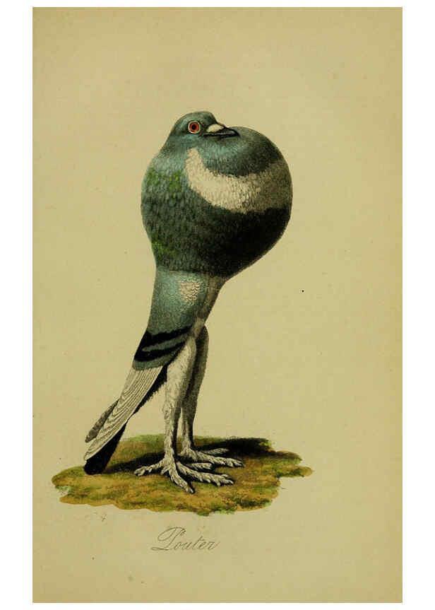 Reproducción/Reproduction 6442796545: A treatise on the art of breeding and managing tame, domesticated, foreign, and fancy pigeons London,The author,1858