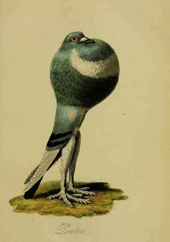 Reproducción/Reproduction 6442796545: A treatise on the art of breeding and managing tame, domesticated, foreign, and fancy pigeons London,The author,1858