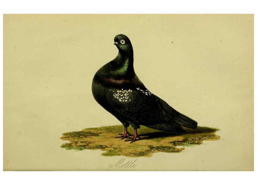 Reproducción/Reproduction 6442796973: A treatise on the art of breeding and managing tame, domesticated, foreign, and fancy pigeons London,The author,1858