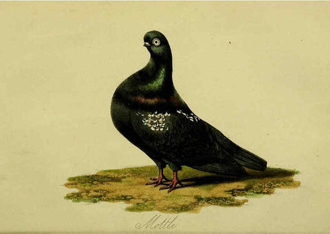 Reproducción/Reproduction 6442796973: A treatise on the art of breeding and managing tame, domesticated, foreign, and fancy pigeons London,The author,1858