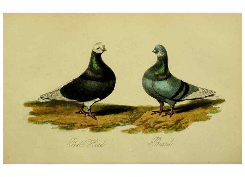 Reproducción/Reproduction 6442797263: A treatise on the art of breeding and managing tame, domesticated, foreign, and fancy pigeons London,The author,1858