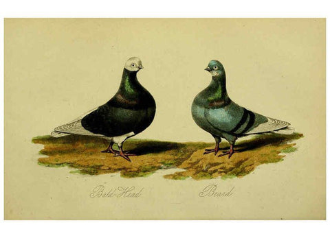 Reproducción/Reproduction 6442797263: A treatise on the art of breeding and managing tame, domesticated, foreign, and fancy pigeons London,The author,1858