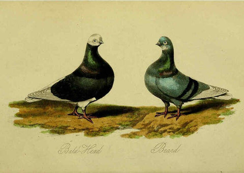 Reproducción/Reproduction 6442797263: A treatise on the art of breeding and managing tame, domesticated, foreign, and fancy pigeons London,The author,1858