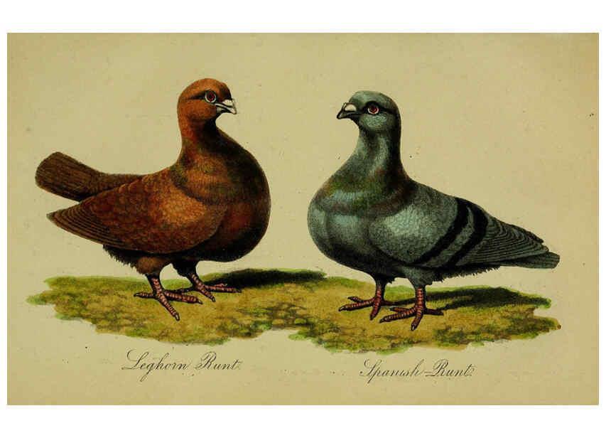 Reproducción/Reproduction 6442797581: A treatise on the art of breeding and managing tame, domesticated, foreign, and fancy pigeons London,The author,1858