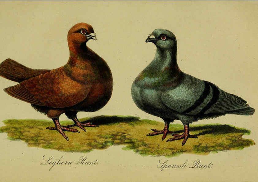 Reproducción/Reproduction 6442797581: A treatise on the art of breeding and managing tame, domesticated, foreign, and fancy pigeons London,The author,1858