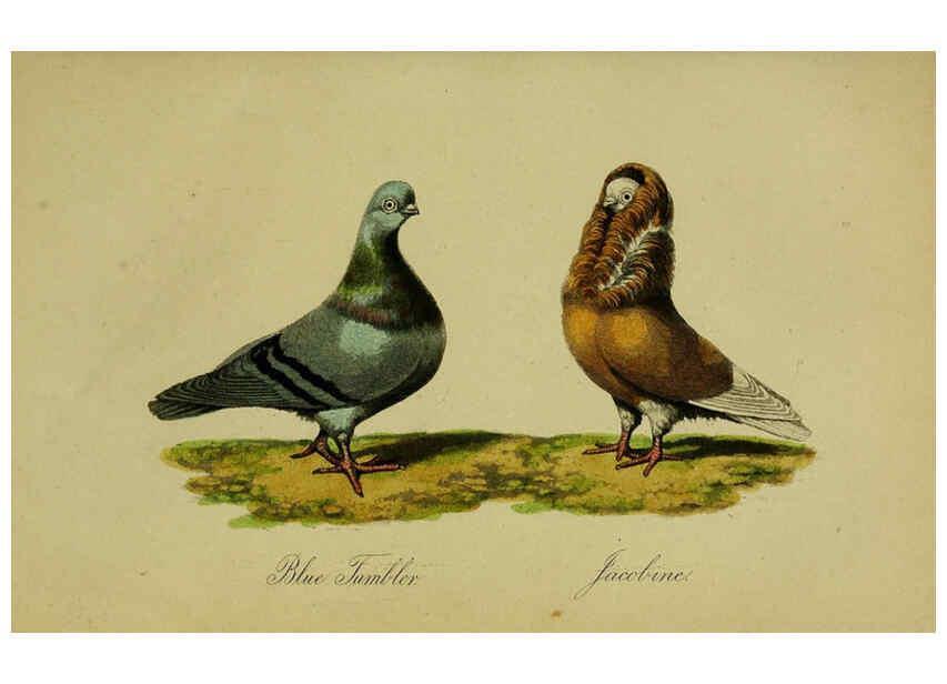 Reproducción/Reproduction 6442798009: A treatise on the art of breeding and managing tame, domesticated, foreign, and fancy pigeons London,The author,1858