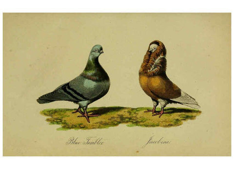 Reproducción/Reproduction 6442798009: A treatise on the art of breeding and managing tame, domesticated, foreign, and fancy pigeons London,The author,1858
