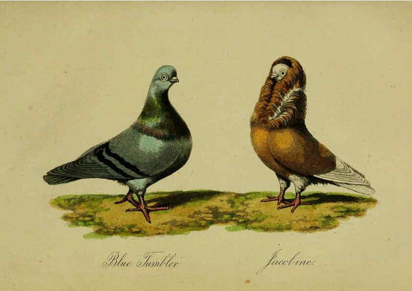 Reproducción/Reproduction 6442798009: A treatise on the art of breeding and managing tame, domesticated, foreign, and fancy pigeons London,The author,1858