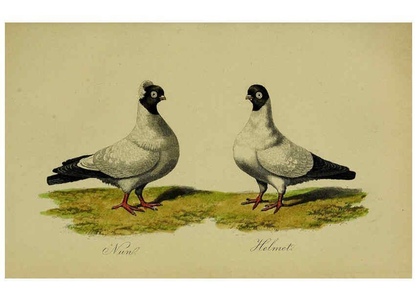 Reproducción/Reproduction 6442798279: A treatise on the art of breeding and managing tame, domesticated, foreign, and fancy pigeons London,The author,1858