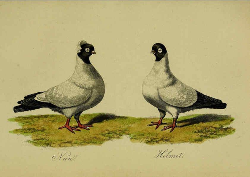 Reproducción/Reproduction 6442798279: A treatise on the art of breeding and managing tame, domesticated, foreign, and fancy pigeons London,The author,1858