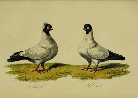 Reproducción/Reproduction 6442798279: A treatise on the art of breeding and managing tame, domesticated, foreign, and fancy pigeons London,The author,1858