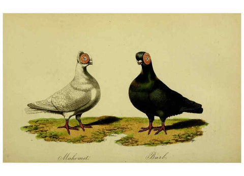 Reproducción/Reproduction 6442798585: A treatise on the art of breeding and managing tame, domesticated, foreign, and fancy pigeons London,The author,1858