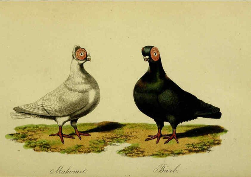 Reproducción/Reproduction 6442798585: A treatise on the art of breeding and managing tame, domesticated, foreign, and fancy pigeons London,The author,1858