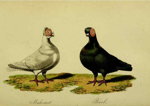 Reproducción/Reproduction 6442798585: A treatise on the art of breeding and managing tame, domesticated, foreign, and fancy pigeons London,The author,1858