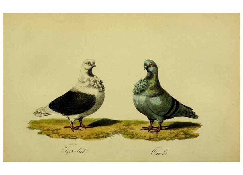 Reproducción/Reproduction 6442798899: A treatise on the art of breeding and managing tame, domesticated, foreign, and fancy pigeons London,The author,1858