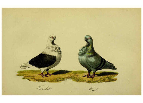 Reproducción/Reproduction 6442798899: A treatise on the art of breeding and managing tame, domesticated, foreign, and fancy pigeons London,The author,1858