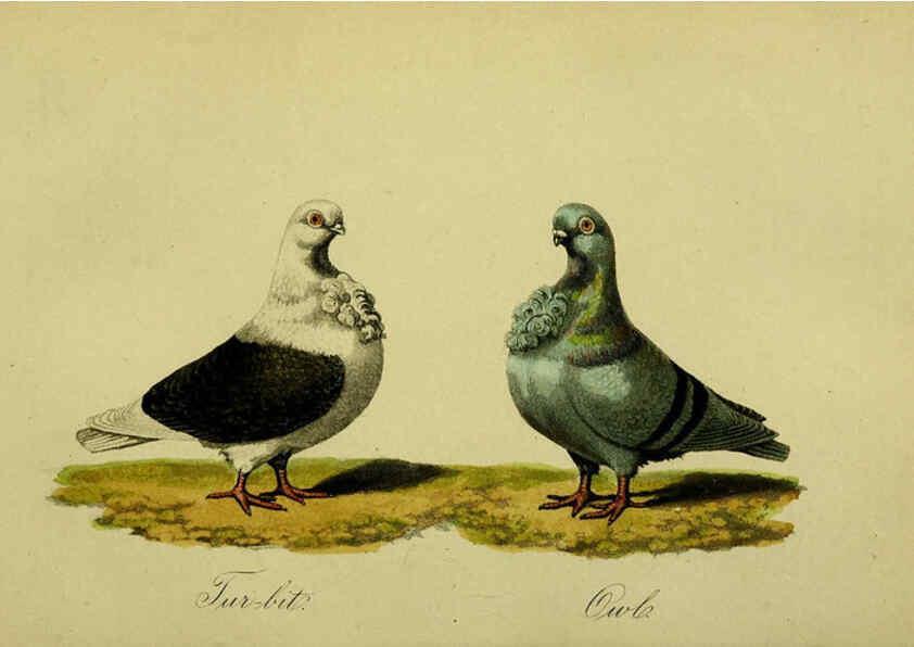 Reproducción/Reproduction 6442798899: A treatise on the art of breeding and managing tame, domesticated, foreign, and fancy pigeons London,The author,1858