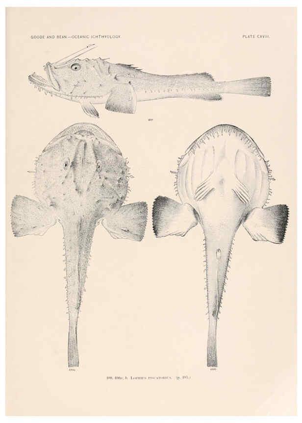 Reproducción/Reproduction 6441813625: Oceanic ichthyology. v.22 atlas. Cambridge, U.S.A. :Printed for the Museum,1896