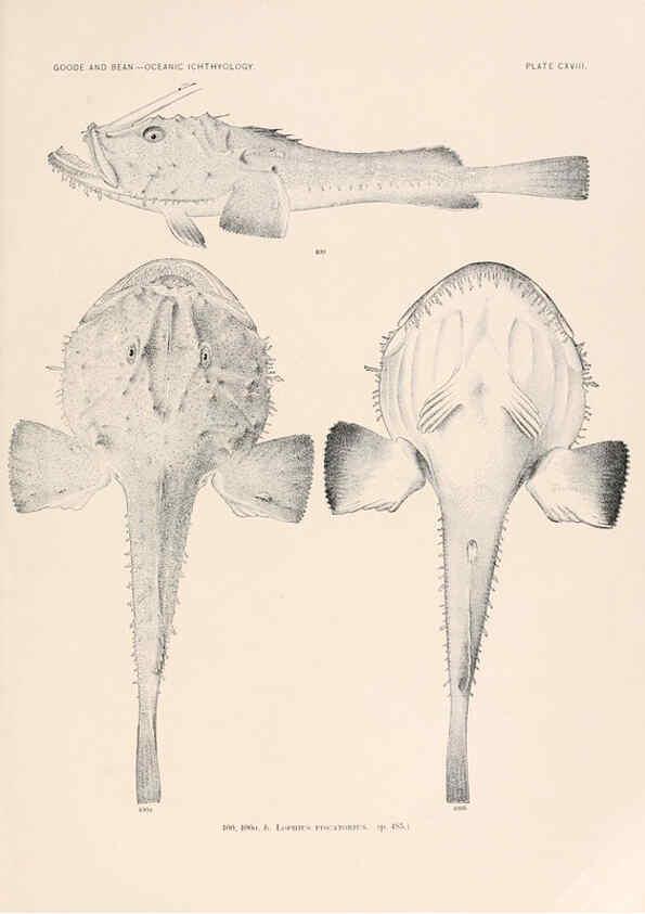Reproducción/Reproduction 6441813625: Oceanic ichthyology. v.22 atlas. Cambridge, U.S.A. :Printed for the Museum,1896