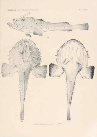 Reproducción/Reproduction 6441813625: Oceanic ichthyology. v.22 atlas. Cambridge, U.S.A. :Printed for the Museum,1896