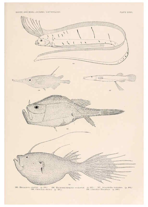 Reproducción/Reproduction 6441813289: Oceanic ichthyology. v.22 atlas. Cambridge, U.S.A. :Printed for the Museum,1896