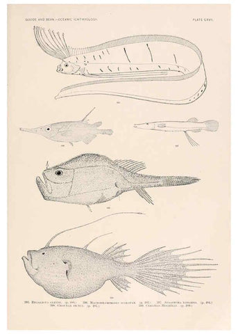 Reproducción/Reproduction 6441813289: Oceanic ichthyology. v.22 atlas. Cambridge, U.S.A. :Printed for the Museum,1896