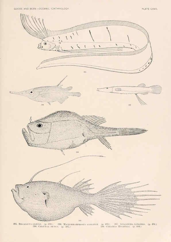 Reproducción/Reproduction 6441813289: Oceanic ichthyology. v.22 atlas. Cambridge, U.S.A. :Printed for the Museum,1896