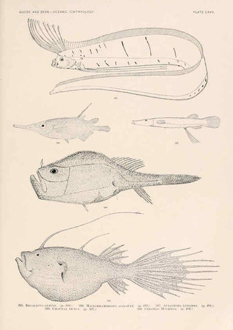 Reproducción/Reproduction 6441813289: Oceanic ichthyology. v.22 atlas. Cambridge, U.S.A. :Printed for the Museum,1896