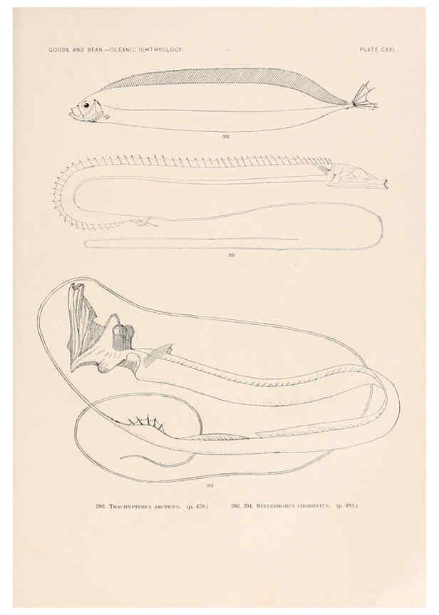 Reproducción/Reproduction 6441812939: Oceanic ichthyology. v.22 atlas. Cambridge, U.S.A. :Printed for the Museum,1896