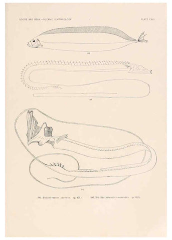 Reproducción/Reproduction 6441812939: Oceanic ichthyology. v.22 atlas. Cambridge, U.S.A. :Printed for the Museum,1896
