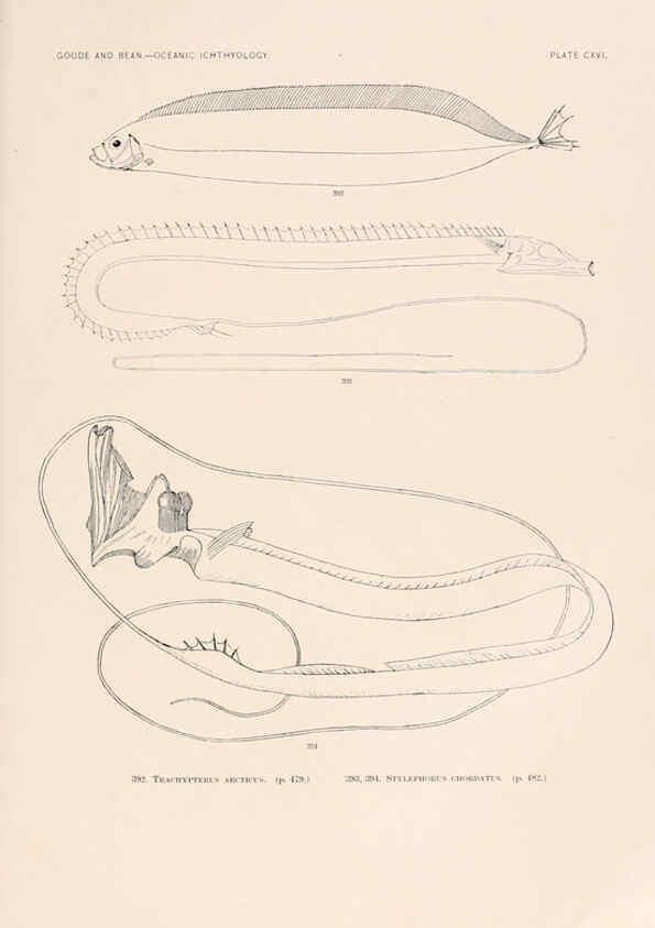 Reproducción/Reproduction 6441812939: Oceanic ichthyology. v.22 atlas. Cambridge, U.S.A. :Printed for the Museum,1896