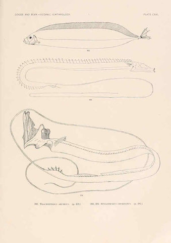 Reproducción/Reproduction 6441812939: Oceanic ichthyology. v.22 atlas. Cambridge, U.S.A. :Printed for the Museum,1896