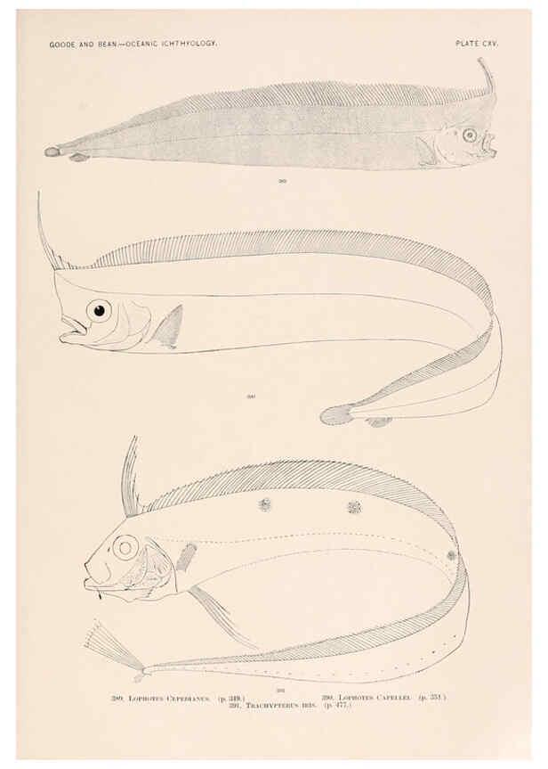 Reproducción/Reproduction 6441812511: Oceanic ichthyology. v.22 atlas. Cambridge, U.S.A. :Printed for the Museum,1896