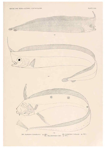 Reproducción/Reproduction 6441812511: Oceanic ichthyology. v.22 atlas. Cambridge, U.S.A. :Printed for the Museum,1896