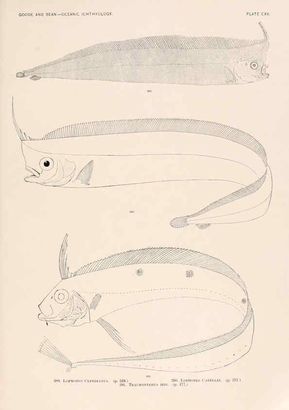 Reproducción/Reproduction 6441812511: Oceanic ichthyology. v.22 atlas. Cambridge, U.S.A. :Printed for the Museum,1896