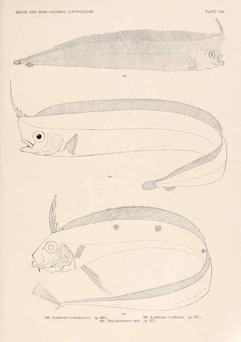 Reproducción/Reproduction 6441812511: Oceanic ichthyology. v.22 atlas. Cambridge, U.S.A. :Printed for the Museum,1896