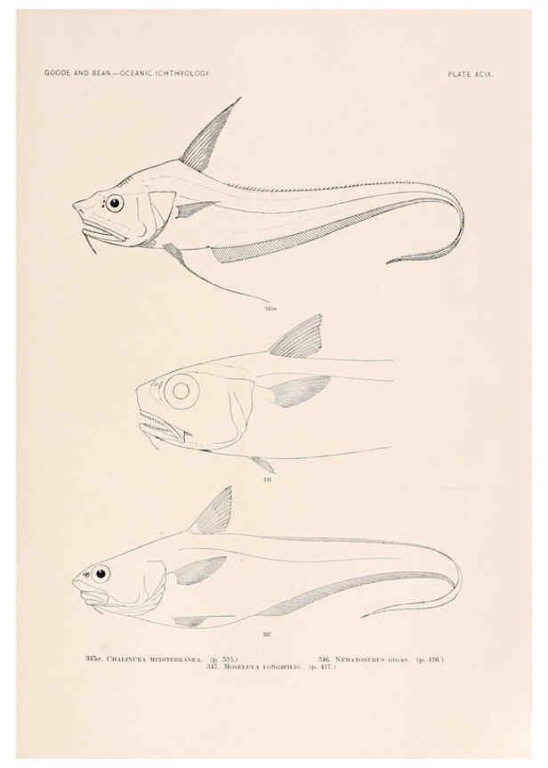 Reproducción/Reproduction 6441807027: Oceanic ichthyology. v.22 atlas. Cambridge, U.S.A. :Printed for the Museum,1896