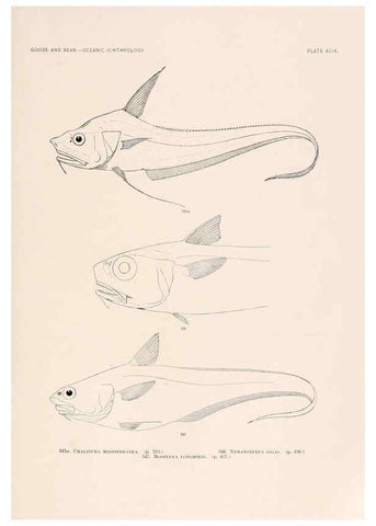 Reproducción/Reproduction 6441807027: Oceanic ichthyology. v.22 atlas. Cambridge, U.S.A. :Printed for the Museum,1896