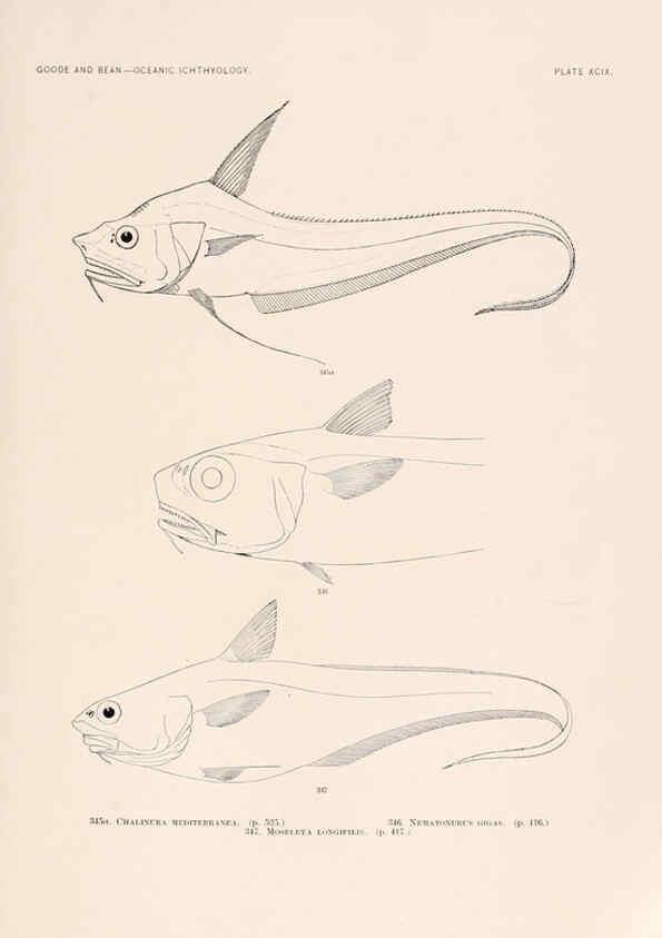 Reproducción/Reproduction 6441807027: Oceanic ichthyology. v.22 atlas. Cambridge, U.S.A. :Printed for the Museum,1896