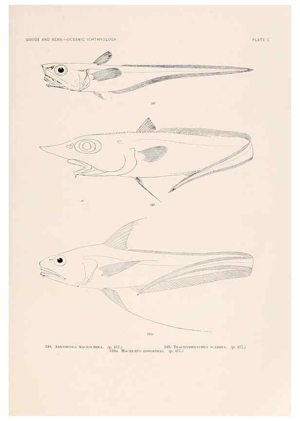 Reproducción/Reproduction 6441807313: Oceanic ichthyology. v.22 atlas. Cambridge, U.S.A. :Printed for the Museum,1896