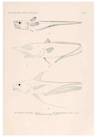 Reproducción/Reproduction 6441807313: Oceanic ichthyology. v.22 atlas. Cambridge, U.S.A. :Printed for the Museum,1896