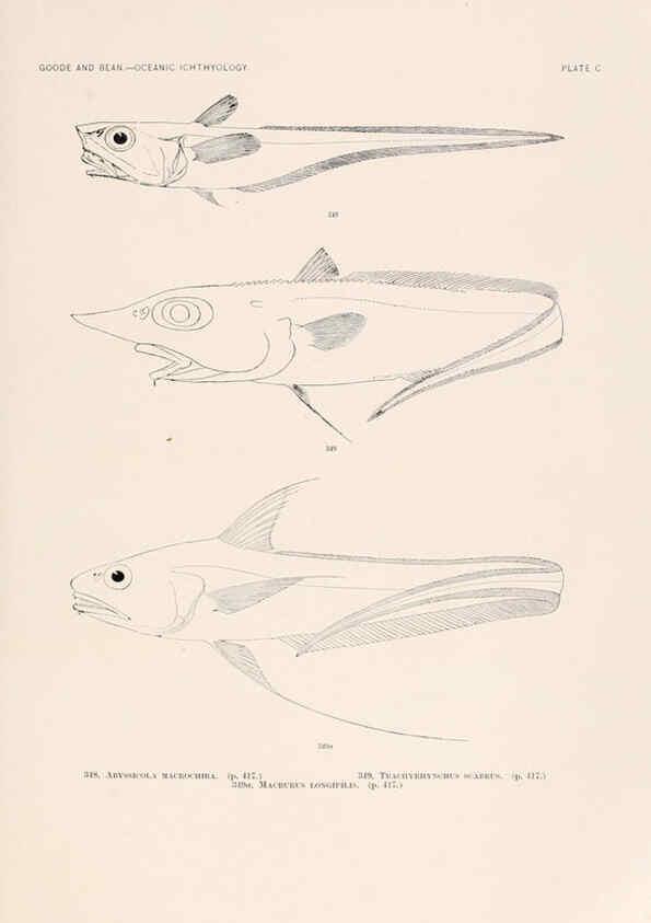 Reproducción/Reproduction 6441807313: Oceanic ichthyology. v.22 atlas. Cambridge, U.S.A. :Printed for the Museum,1896