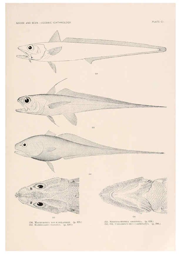 Reproducción/Reproduction 6441807591: Oceanic ichthyology. v.22 atlas. Cambridge, U.S.A. :Printed for the Museum,1896