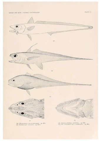 Reproducción/Reproduction 6441807591: Oceanic ichthyology. v.22 atlas. Cambridge, U.S.A. :Printed for the Museum,1896