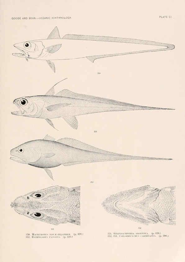 Reproducción/Reproduction 6441807591: Oceanic ichthyology. v.22 atlas. Cambridge, U.S.A. :Printed for the Museum,1896