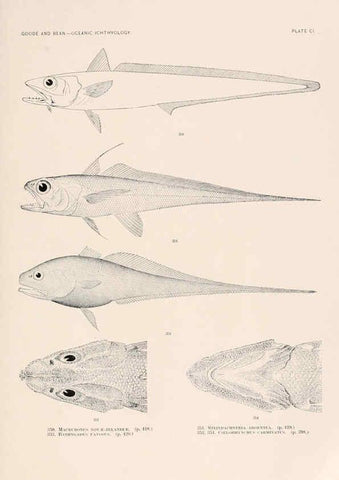 Reproducción/Reproduction 6441807591: Oceanic ichthyology. v.22 atlas. Cambridge, U.S.A. :Printed for the Museum,1896