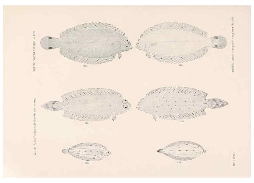 Reproducción/Reproduction 6441807851: Oceanic ichthyology. v.22 atlas. Cambridge, U.S.A. :Printed for the Museum,1896